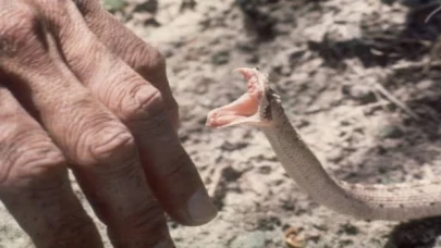 Düzce Yığılca’da yılan paniği!