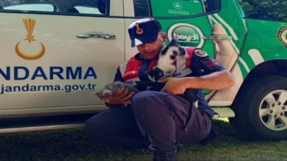 Edirne jandarma, yardıma muhtaç yavru kedileri besledi!