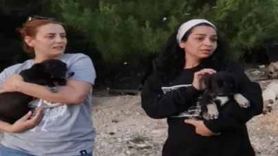 Hayvanseverler sokak hayvanları için harekete geçti