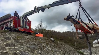 İstanbul Büyükşehir Belediyesi İtfaiye Dairesi Başkanlığı ekipleri, yılın ilk 5 ay ayında zor durumdaki 5 bin 965 hayvanı kurtardı