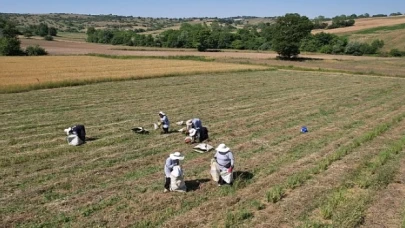 Kocaeli’de kekik hasadı başladı