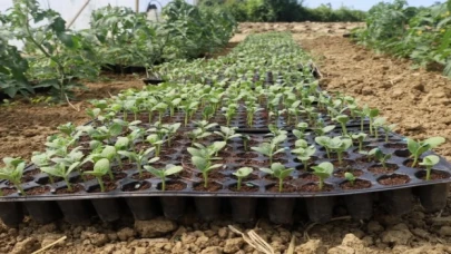 Kocaeli’de atıl arazilerde karpuz yetişecek... Karpuz tohumları toprakla buluştu