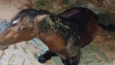 Manisa’da yılkı atı tedavi sonrası yeniden doğal yaşamda