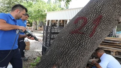 Muğla’da İlk Defa Görülen Turunçgil Uzun Antenli Böceği ile Mücadele