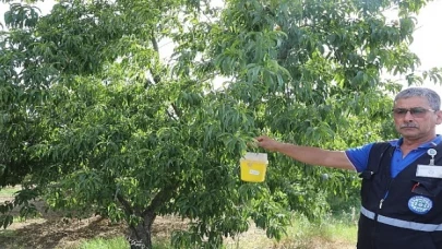 Narenciye İhracatına Büyükşehir Desteği