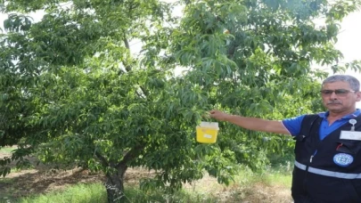 Narenciye ihracatına Muğla Büyükşehir desteği