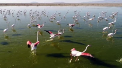 Nesli tükenmekte olan turnalara sıkı takip