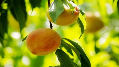 Şeftali ve nektarin ihracatı 250 milyon dolara koşuyor