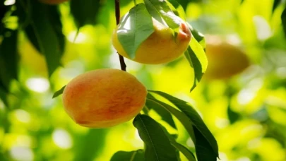 Şeftali ve nektarin ihracatı 250 milyon dolara koşuyor