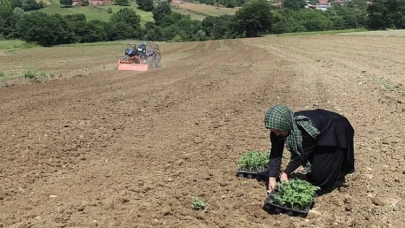 Üreticiler karpuz tohumlarını toprakla buluşturdu