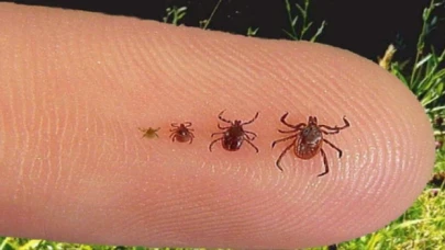 Uzmanından KKKA hastalığı uyarısı