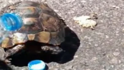 Yangında mahsur kalan kaplumbağayı Kayseri İtfaiyesi kurtardı