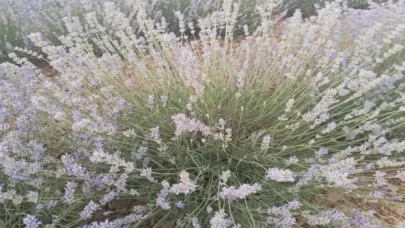 Yenimuhacır lavanta bahçesi ile tanıştı