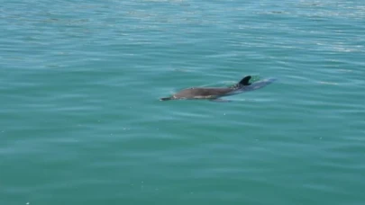 Yolunu kaybeden yunus balığı ilgi çekti