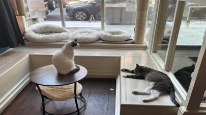 ABD’de kedi sevmeyi özleyenlerin adresi
