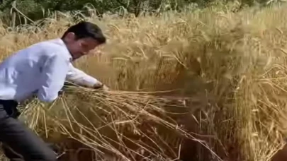 Başkan Turhan orakla ekin biçti