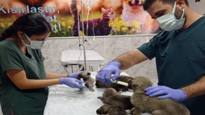 Belediyenin sağlık ekipleri yavru köpekleri sütle besledi
