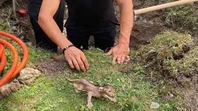 Boruya sıkışan kediyi itfaiye kurtardı