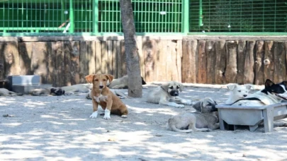 Bursa Karacabey’de can dostlarımız bize emanet
