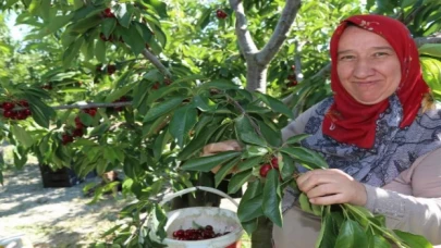 Bursa Keles Kirazı’nda ilk hasat etkinliği