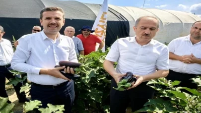 Bursa’da patlıcan hasadı başladı