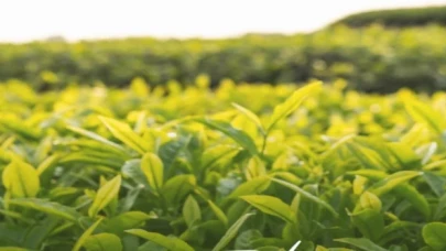 Çaykur dekara 30 kilogram çay alacak
