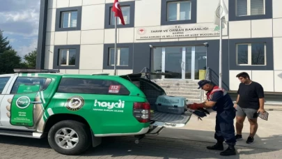 Edirne’de yaralı leylek hayat buldu