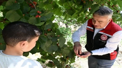 İzmir Tire’de karadut hasadı