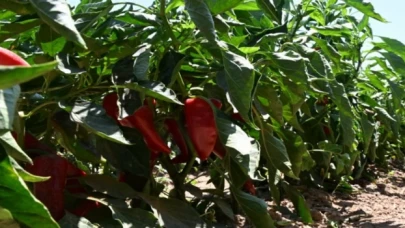 İzmir Torbalı’da coğrafi tescilli Arslanlar Biberi’ne büyük ilgi