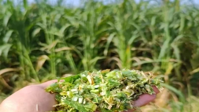 İzmir’de sorgum-sudan otu hasadı başladı