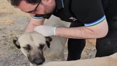 Kayseri’de sokak canları unutulmadı