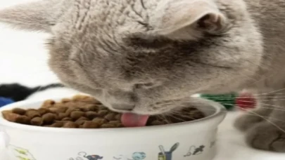 Kedi mamaları cep yakıyor, yaş mama hayal oldu