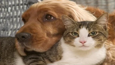 Kimliklendirilen ev hayvanı sayısı İzmir’de 212.200’e ulaştı