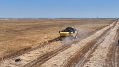 Konya’da susuz tarımla yetişen yerli buğdayın hasadını yapıldı