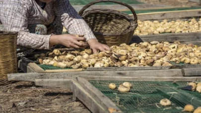 Kuru meyve ihracatında miktar düştü, döviz getirisi yükseldi