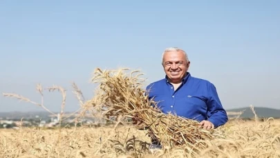 Nilüfer’de yerel tohumdan üretilen buğday hasadı başladı