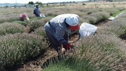 Siğilli Lavanta Bahçesi’nde 4.hasat dönemi başladı