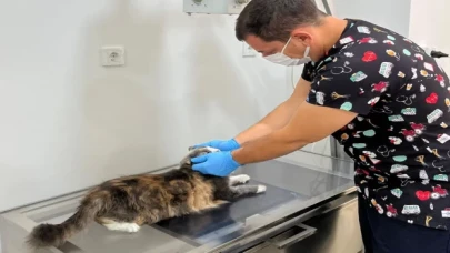 Tedavisi tamamlanan can dost doğal ortamına salındı