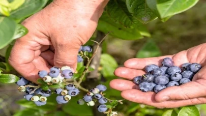 Tropikal meyve ihracatı yüzde 12 arttı