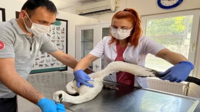 Yaralı leylek şifayı Osmangazi’de buldu