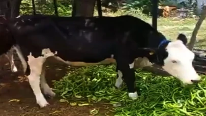 Yenişehir biberi hayvan yemi oldu