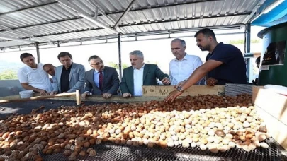 İnegöl’de Hedef 42 Bin Ton Ceviz