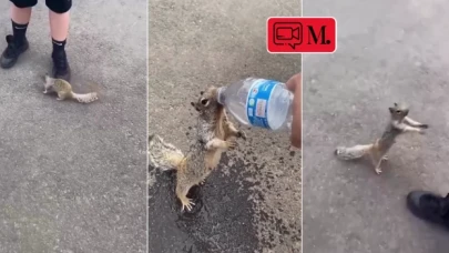 Susuz kalan sincabın imdadına çevredeki insanlar yetişti