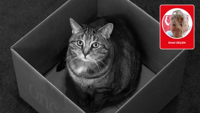 Emel Seçen yazdı: Kediler neden kutu sever?