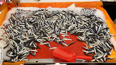 Balıkçı tezgahlarında hamsi bolluğu var: Kilosu 100 TL'ye kadar düştü