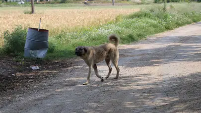 İzmir'de bir köpeği katletmek için ateş açan şahıs 1 kişiyi öldürdü, 1 kişiyi ise yaraladı