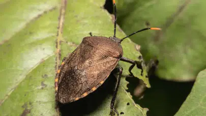 Bakanlık, böcek toplayan öğrencilere bisiklet hediye edecek!