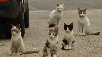 Sokak kedileri insan nüfusunu geçti: Kısırlaştırma yetersizliği tartışmaları ve zehirleme vakaları gündemde