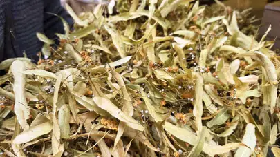 Kış ayının şifa deposu ıhlamurun fiyatı dudak uçuklatıyor