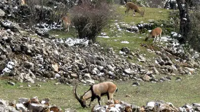 Yasak avın tazminatı milyonlarca lira ve hapis cezası!